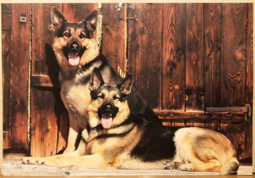 Cane pastore tedesco - (prl),