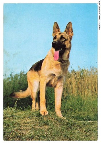 Bfp1 0977 cane pastore - cd-bfp1-0977-cane,
