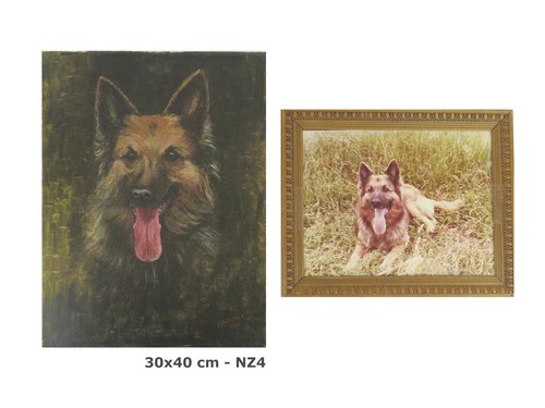 Ritratto cane pastore - ritratto, di