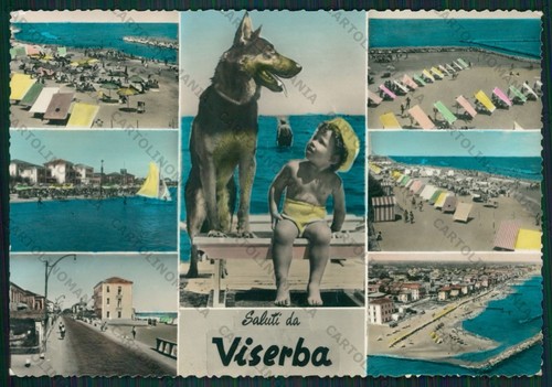 Rimini viserba saluti cane - viserba,