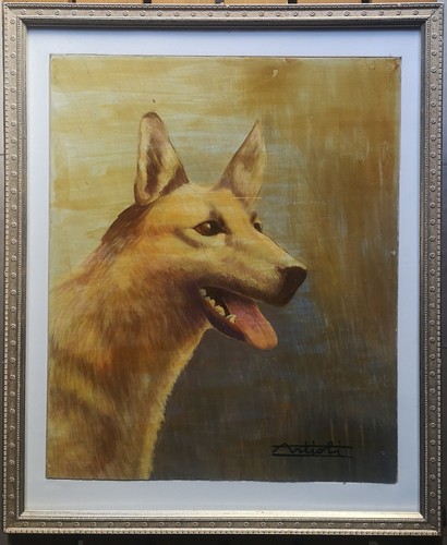 Alfonso artioli cane pastore - cane,
