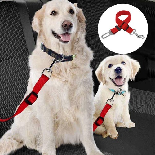 Cintura sicurezza per cani - cintura,