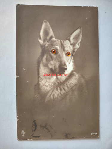 Cane pastore tedesco - con, occhi