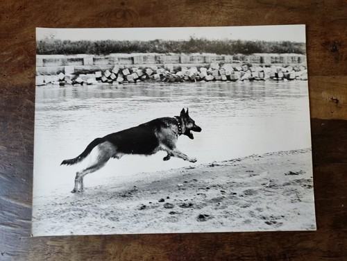 Antica fotografia cane pastore - fotografia,