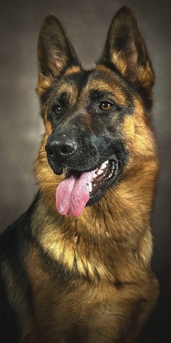 Ritratto pastore tedesco - ritratto, cane